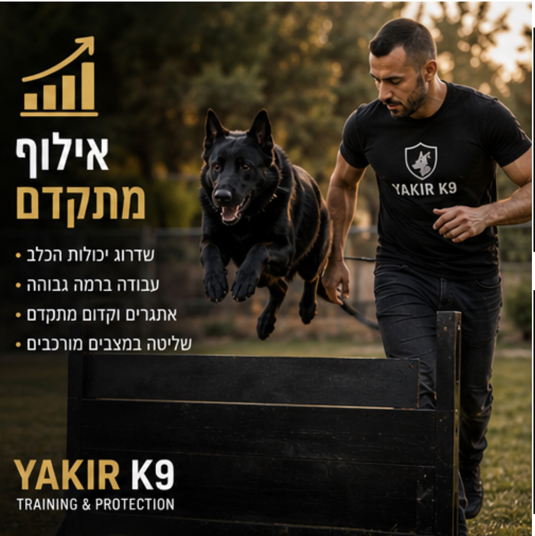 אילוף כלבים מתקדם ועבודה על שליטה ודיוק