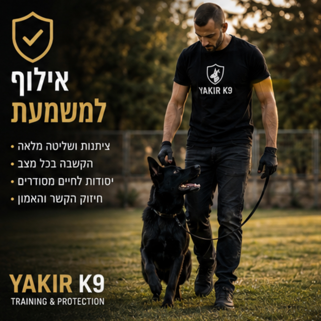 אילוף כלבים למשמעת והקשבה