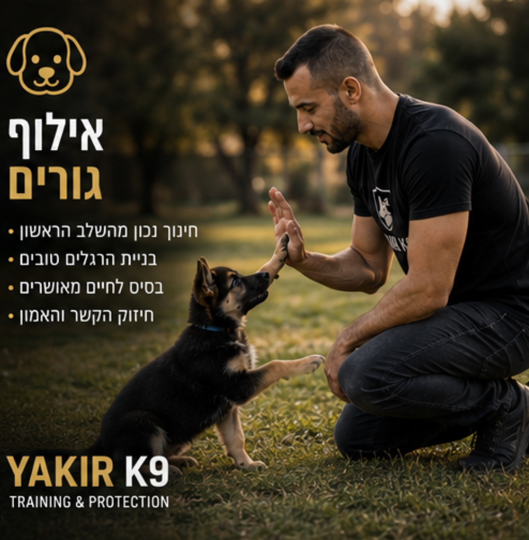 אילוף וחינוך גורים בצורה מקצועית